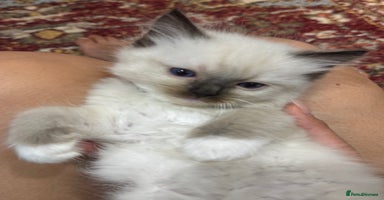 Ragdoll cats - Advert 3