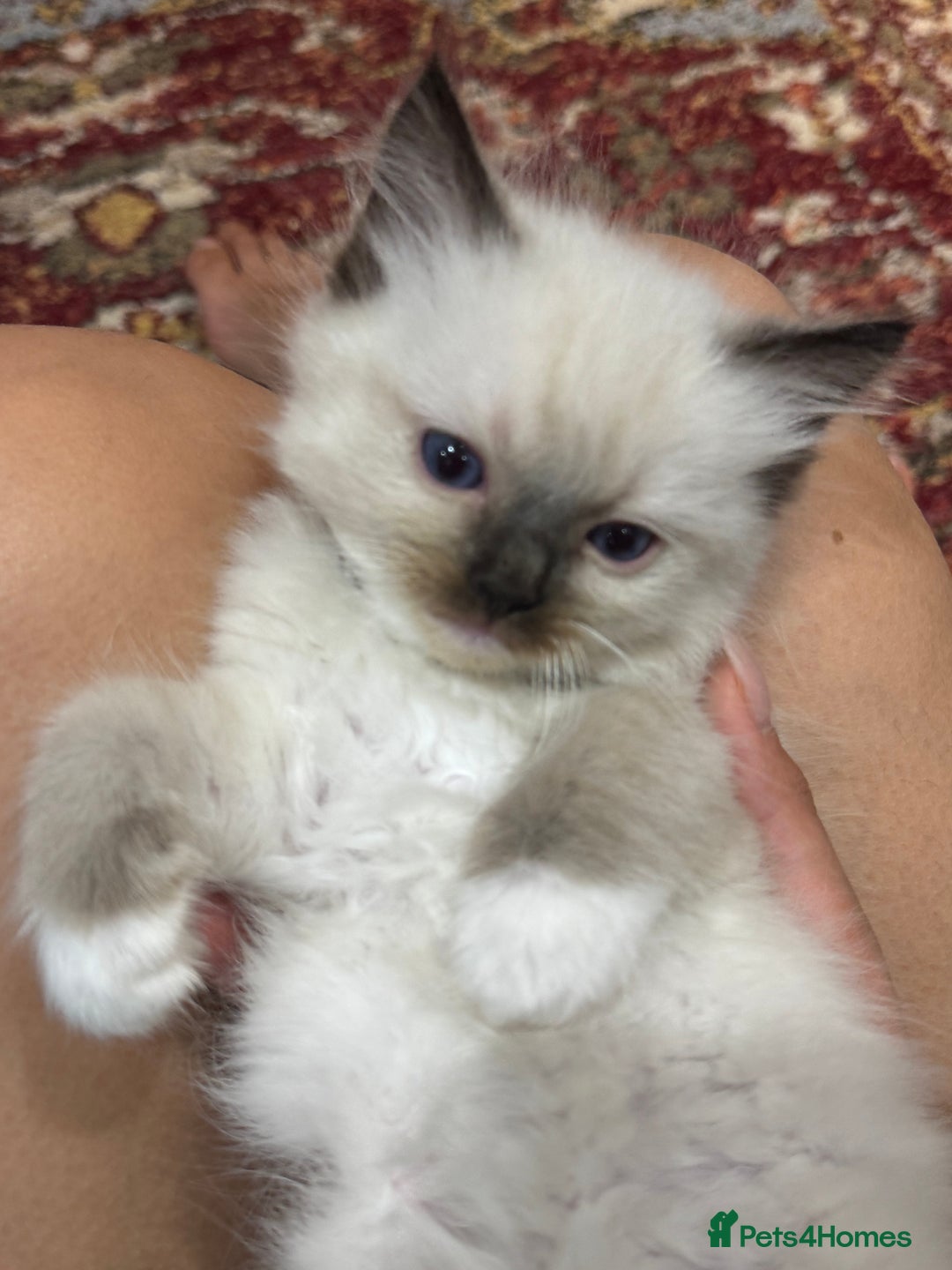 Ragdoll cats for sale: Fluffy pure Ragdoll boys looking for 5 star home  - Image 2