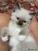 Ragdoll cats - Advert 4