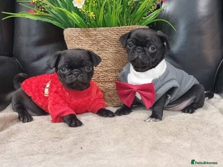 Pug dogs Adorable Pug puppies - Advert 4