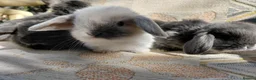 Mini Lop rabbits for sale: mini lops - Advert 17