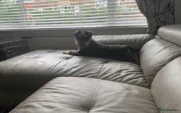 Miniature Schnauzer dogs for sale: KC Mini Schnauzer/Vaccinated Ready for walks - Image 9