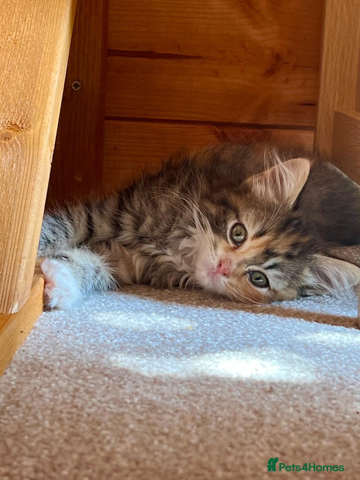 Mixed Breed cats Mixed pedigree female kittens - Advert 2
