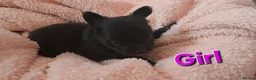 Chihuahua dogs for sale: Ready to leave Now long Coat Chihuahua male pup - Advert 37
