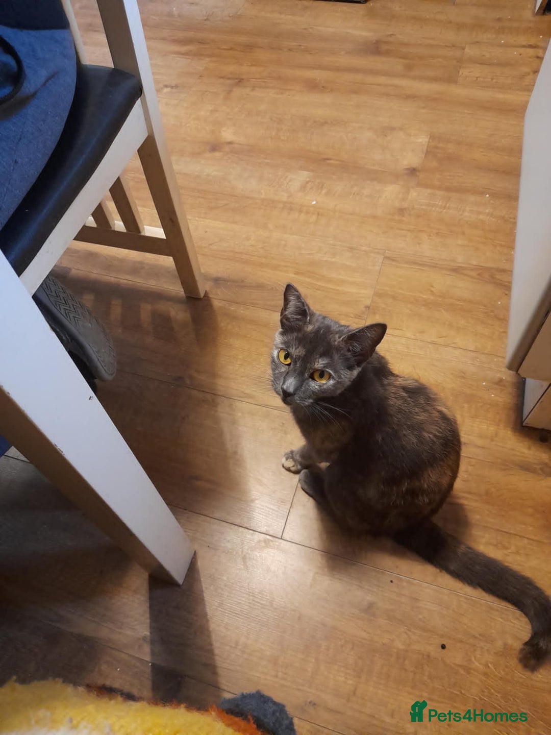 Mixed Breed cats for sale: female - Advert 1