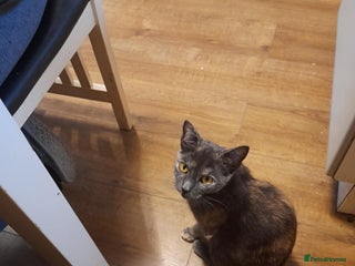 Mixed Breed cats female - Advert 10