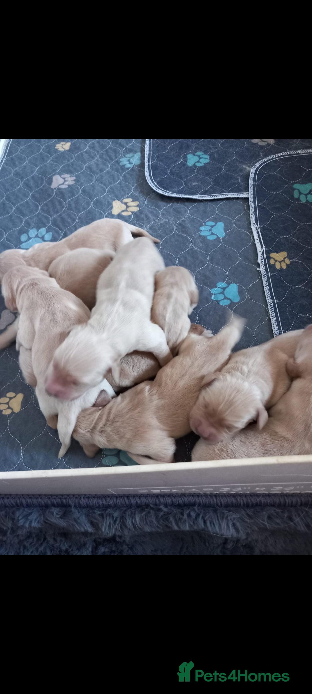 Golden Retriever dogs for sale: STUNNING Golden Retriever pups  - Image 3