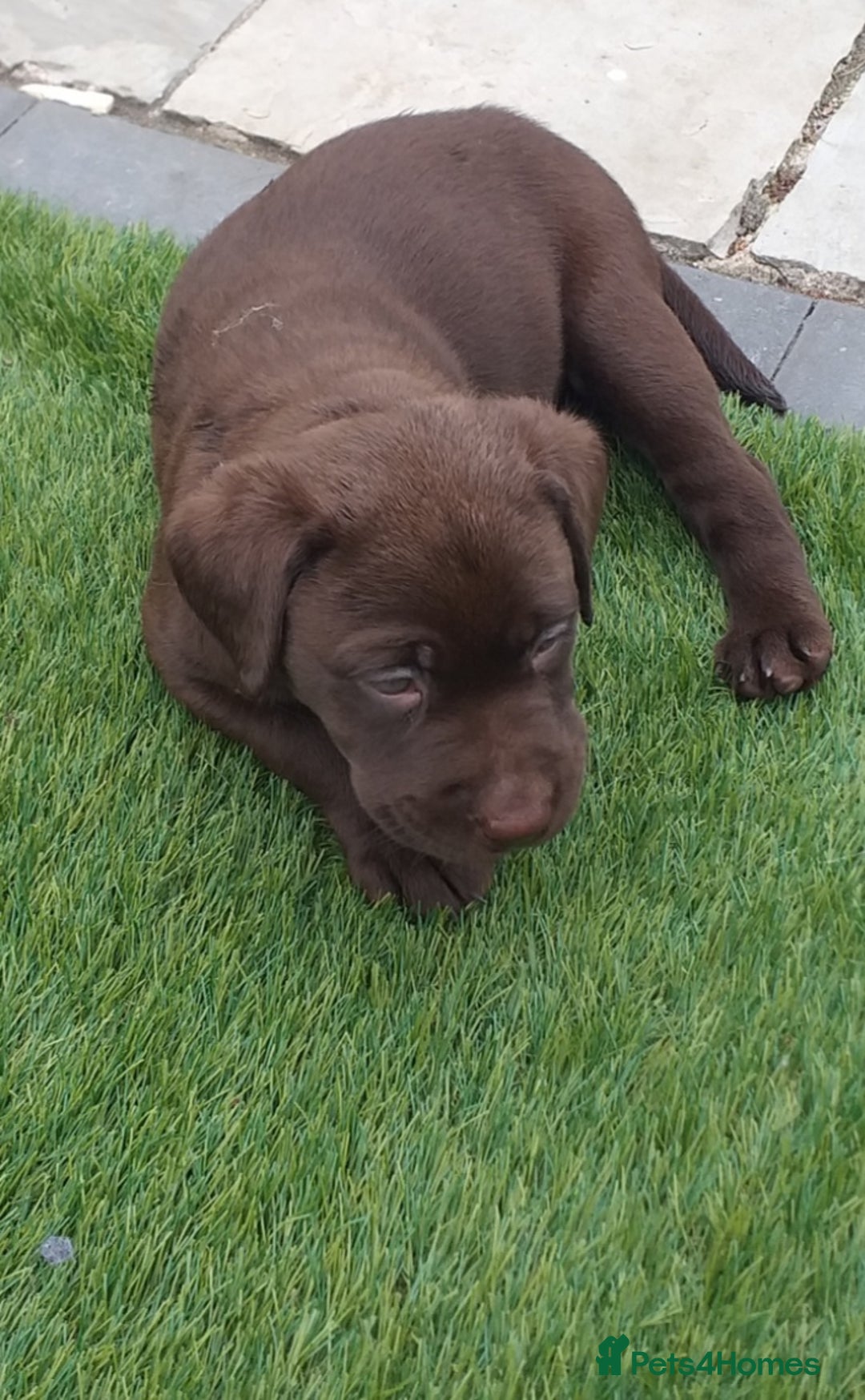 Labrador Retriever dogs for sale: KC Chocolate labrador (Ready To Go Now)🦮 - Image 18