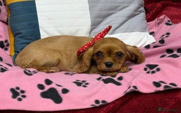Cavalier King Charles Spaniel dogs for sale: Cavalier king Charles  Ruby's puppy's   - Image 5