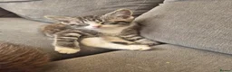 Snowshoe cats for sale: Beautiful snowshoe mixed Norwegian forest  - Advert 10