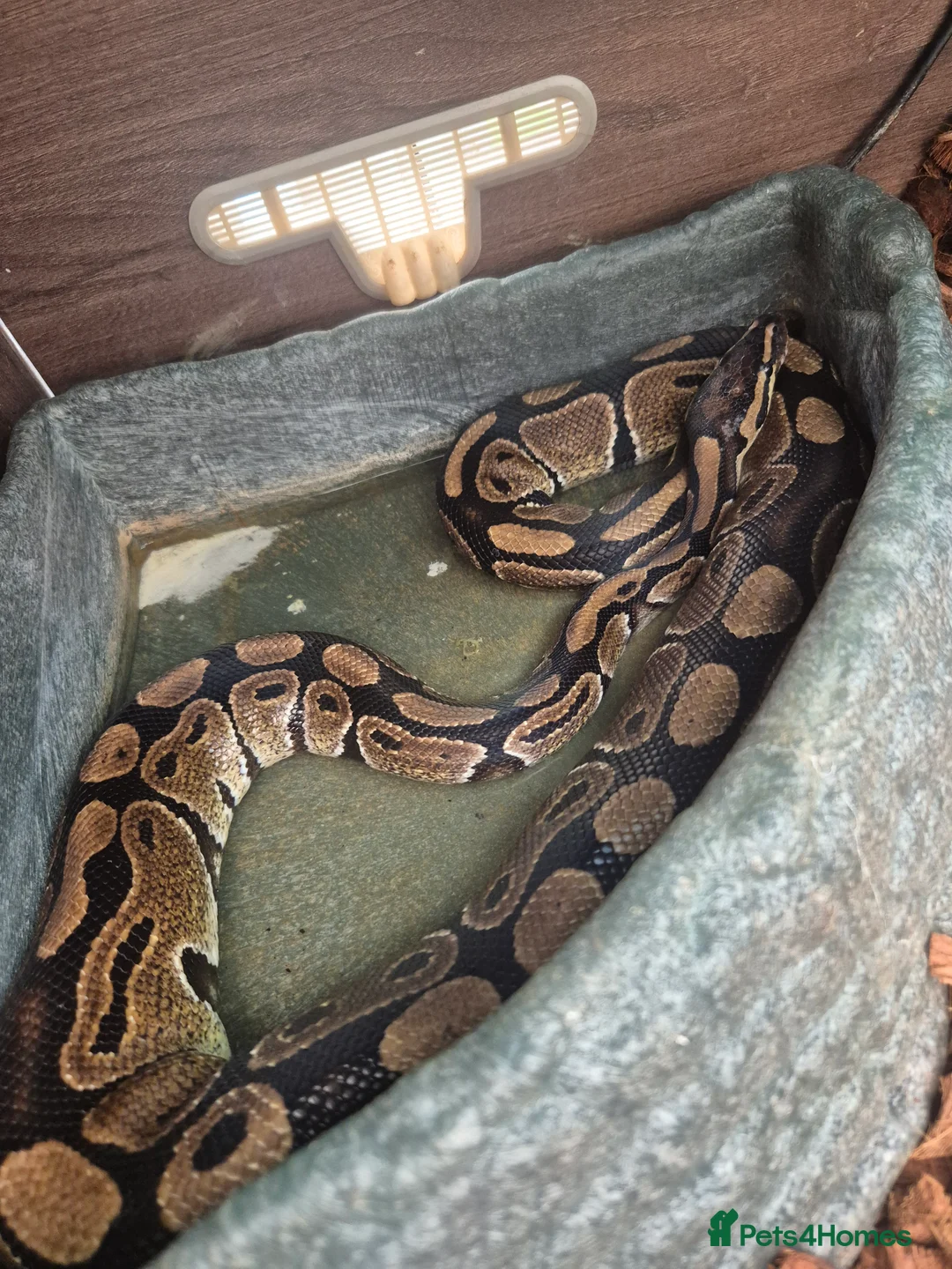 Boa Snake reptiles for sale: Corn royal snakes - Advert 2