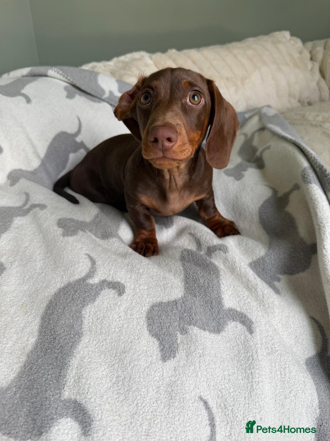 Dachshund dogs for sale: PERFECT MINIATURE DACHSHUNDS BABIES 🐶 - Image 9