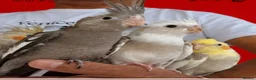 Cockatiels birds for sale: Super silly hand tamed baby cockatiels  - Advert 5