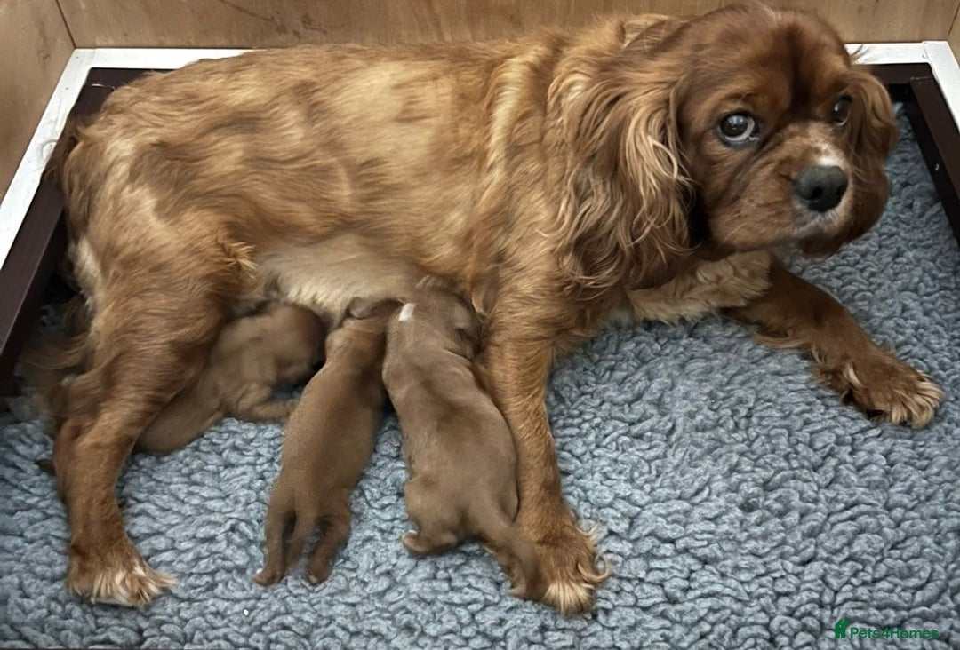 Cavalier King Charles Spaniel dogs for sale: Three King Charles Cavalier puppies  - Image 6
