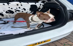 Boston Terrier dogs for stud: Kc Boston Terrier stud  - Image 4