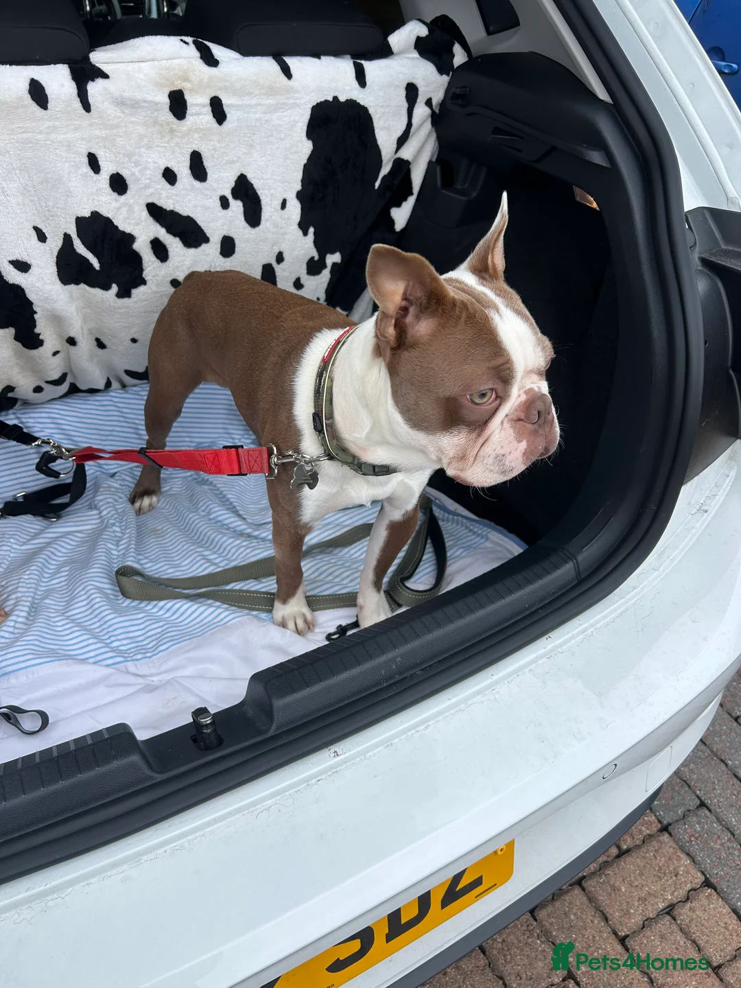 Boston Terrier dogs for stud: Kc Boston Terrier stud  - Advert 4