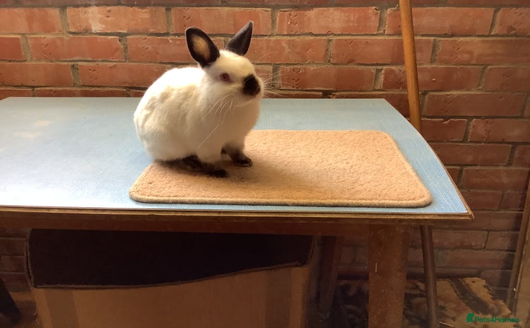 Netherland Dwarf rabbits - Advert 4