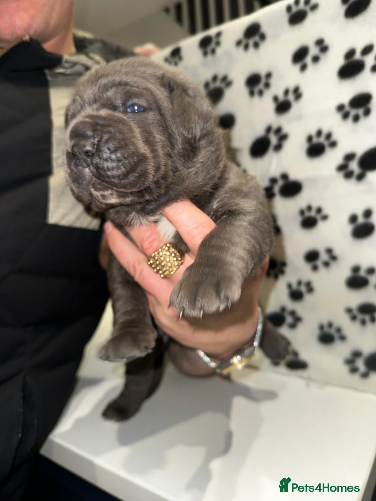 Cane Corso dogs for sale: Cane corso puppies  - Advert 10