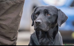 Labrador Retriever dogs for sale: Fully health tested Labrador puppies  - Image 4