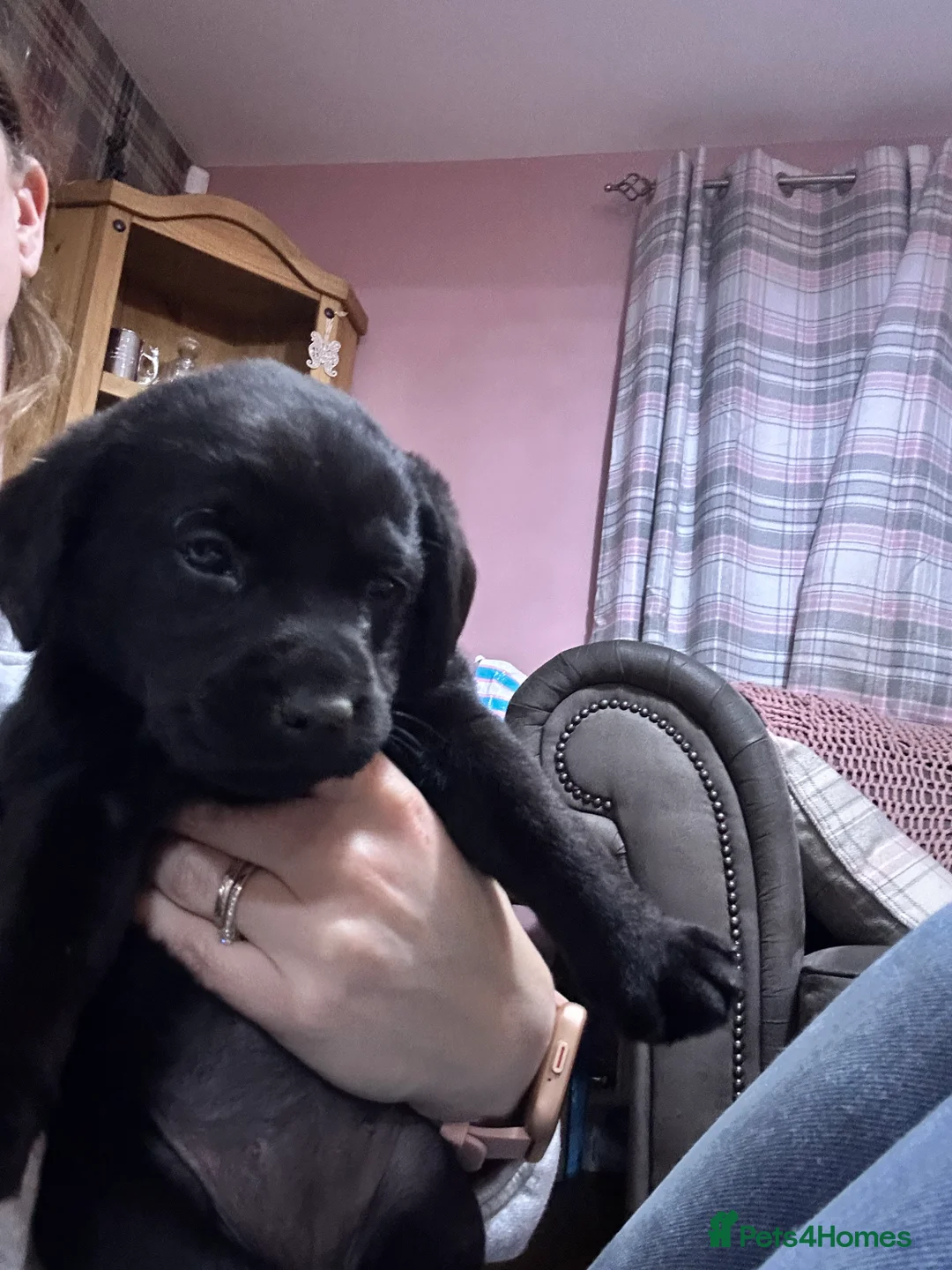 Labrador Retriever dogs for sale: KC Registered, Health Tested Labradors  - Advert 13