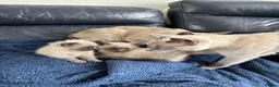 Siamese cats for sale: Lilac/ blue point Siamese 1 boy 2 girls  - Advert 5