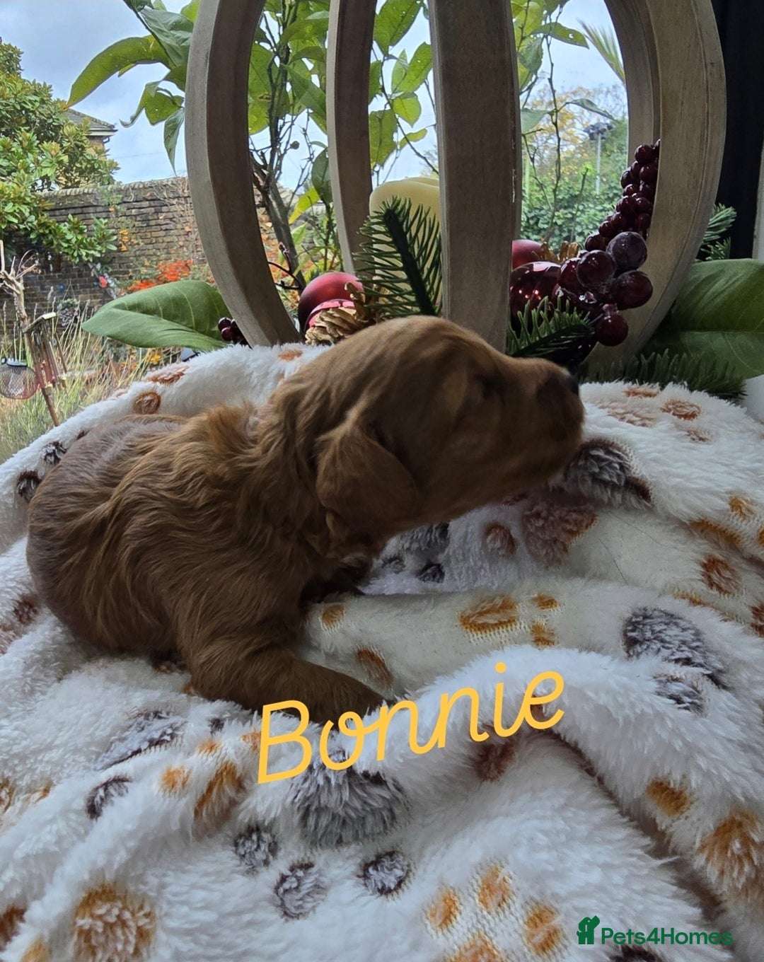 Cockapoo dogs for sale:  Toy cockerpoo health tested licensed Breeder  - Advert 3