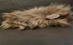 Guinea Pig rodents for sale: Long haired Peruvian-cross baby boys - Image 6