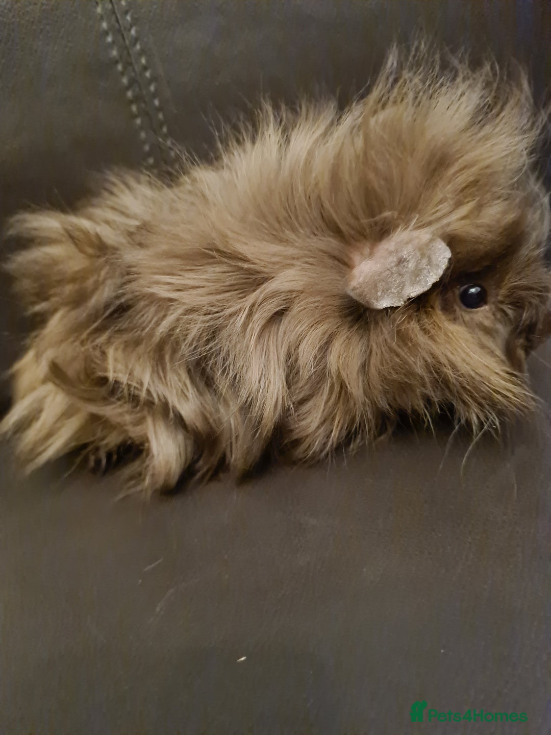 Guinea Pig rodents for sale: Long haired Peruvian-cross baby boys - Image 6