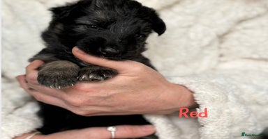 German Shepherd dogs Beautiful German Shepherd puppies  - Advert 13