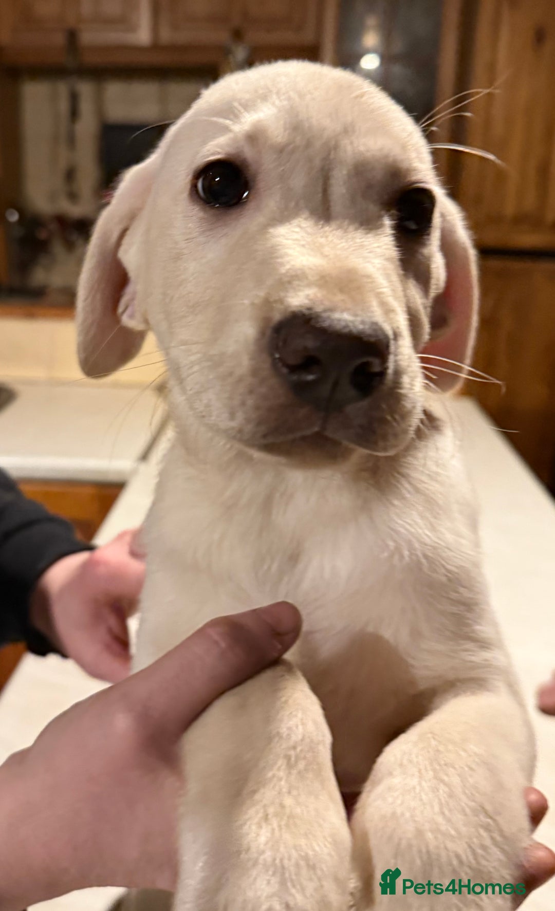 Mixed Breed dogs for sale: German Pointer x Labrador Pups - Advert 2