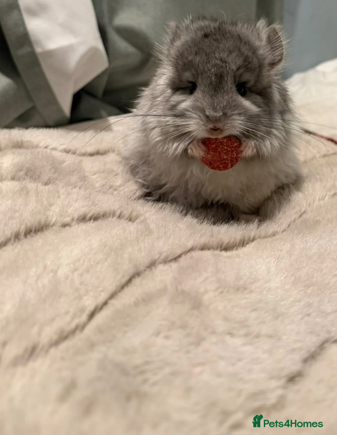 Chinchilla rodents for sale: STUNNING LOOKING 🤩🤩 MALE CHINCHILLA  - Advert 2