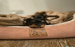 Yorkshire Terrier dogs for sale: Mini Yorkshier Terrier - Advert 7