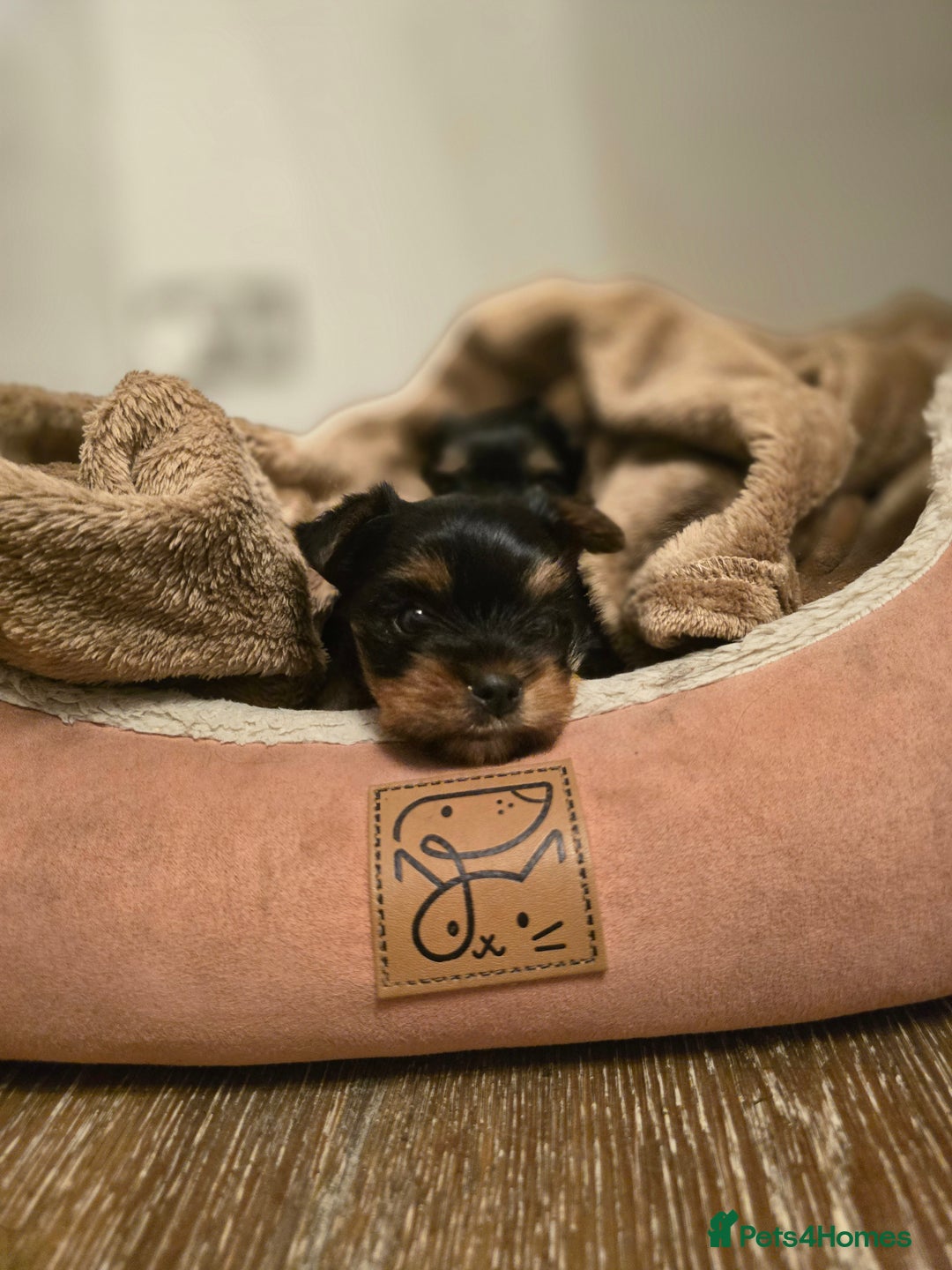 Yorkshire Terrier dogs for sale: Mini Yorkshier Terrier - Advert 7