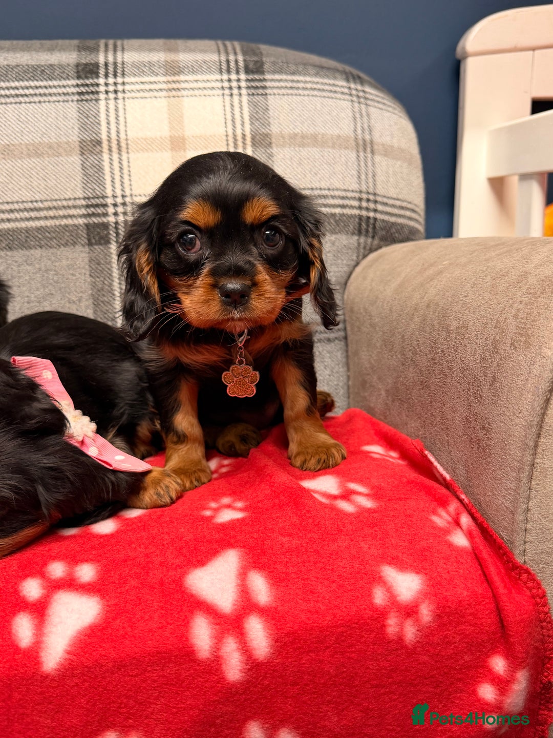 Cavalier King Charles Spaniel dogs for sale: 🐶 Beautiful Cavalier King Charles  Puppies 🐶 - Advert 25