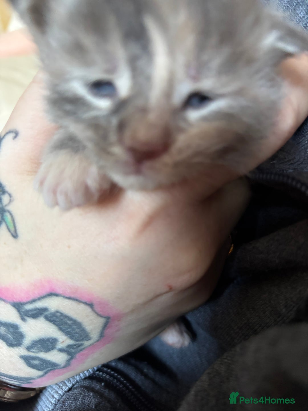 Maine Coon cats for sale: 5 Maine coon babies  - Advert 23