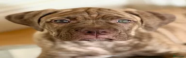 Kira