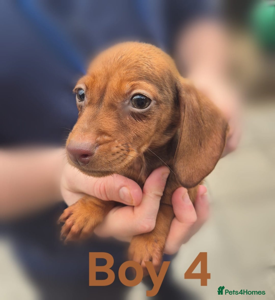 Miniature Dachshund dogs for sale: !!!Minature Dachshunds For Sale!!! - Advert 9