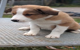 Welsh Collie dogs for sale: Welsh sheepdog puppies - Image 3