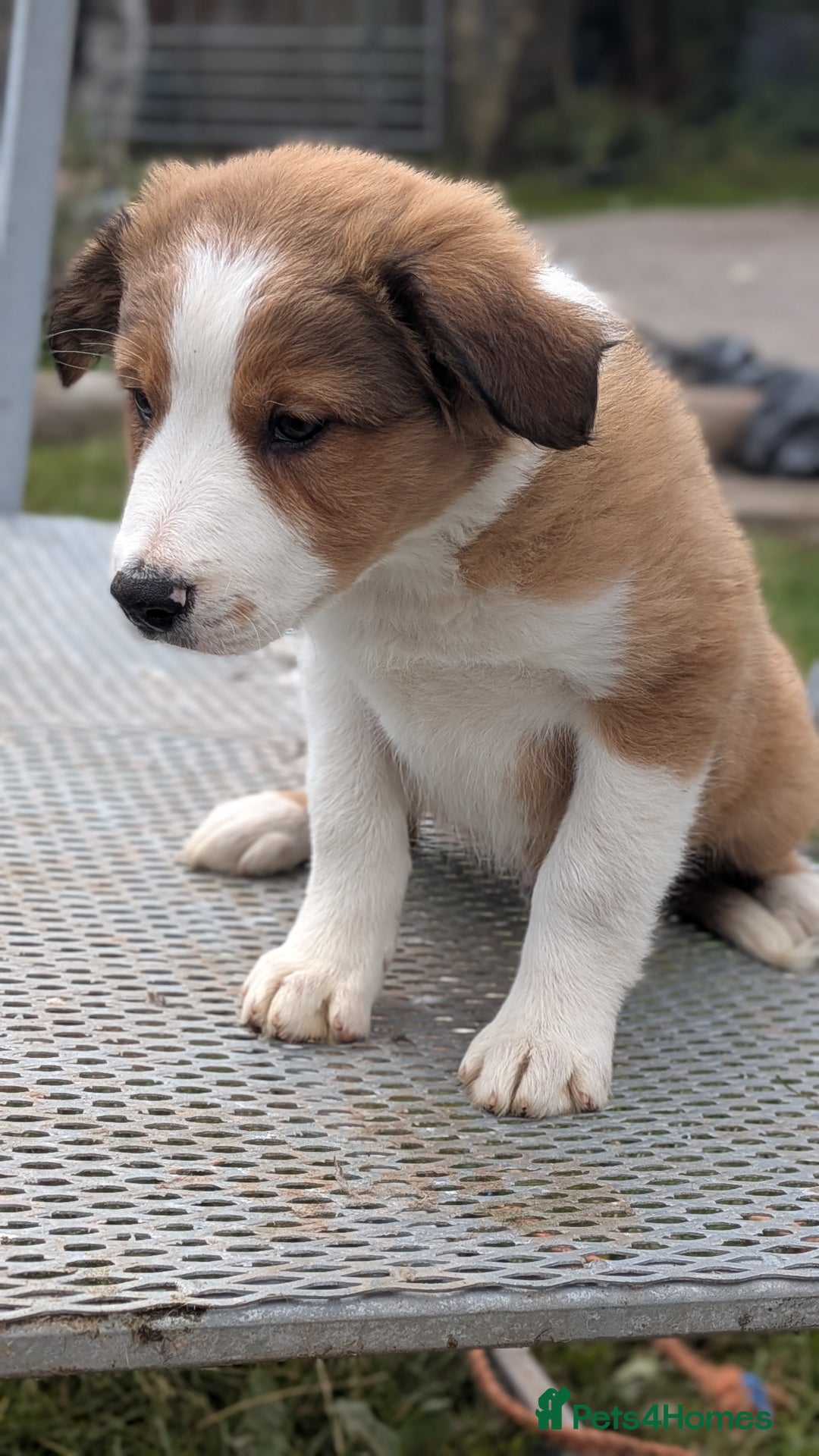 Welsh Collie dogs for sale: Welsh sheepdog puppies - Image 3