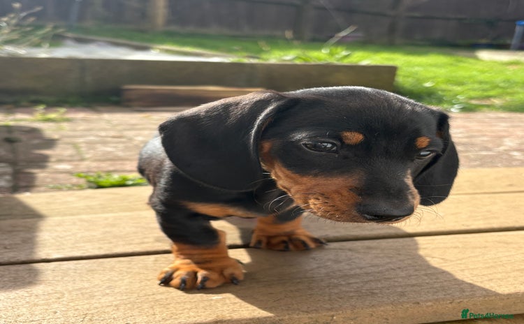 Dachshund dogs - Advert 2