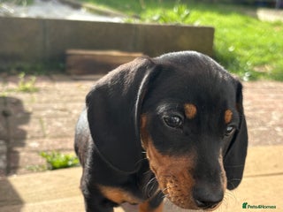 Dachshund dogs - Advert 13