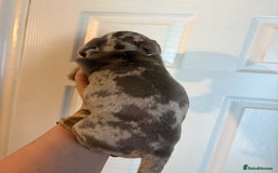 Miniature Dachshund dogs for sale: Miniature Isabella tan dapple/ blue and tan Girls - Image 7
