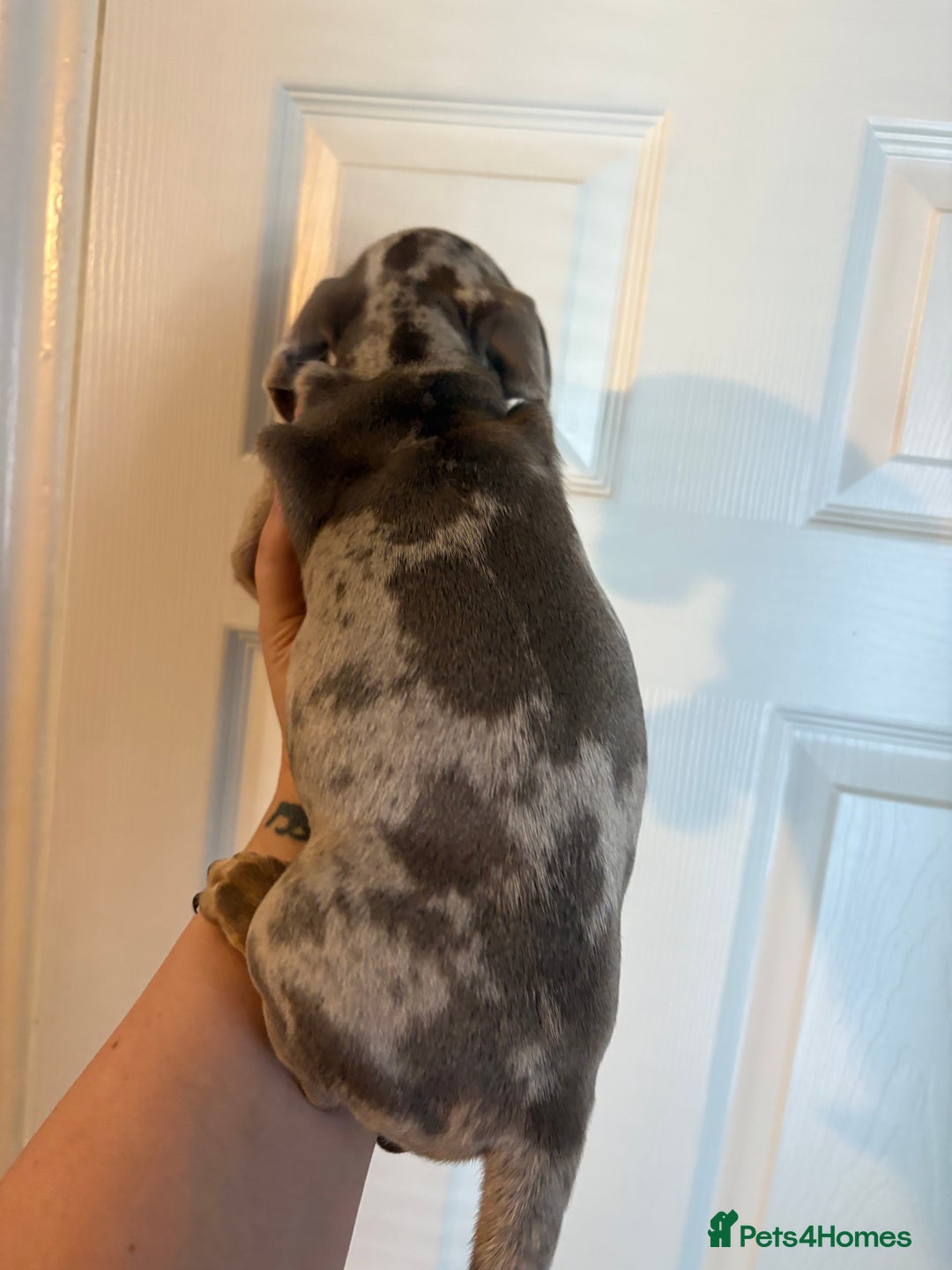 Miniature Dachshund dogs for sale: Miniature Isabella tan dapple/ blue and tan Girls - Image 7