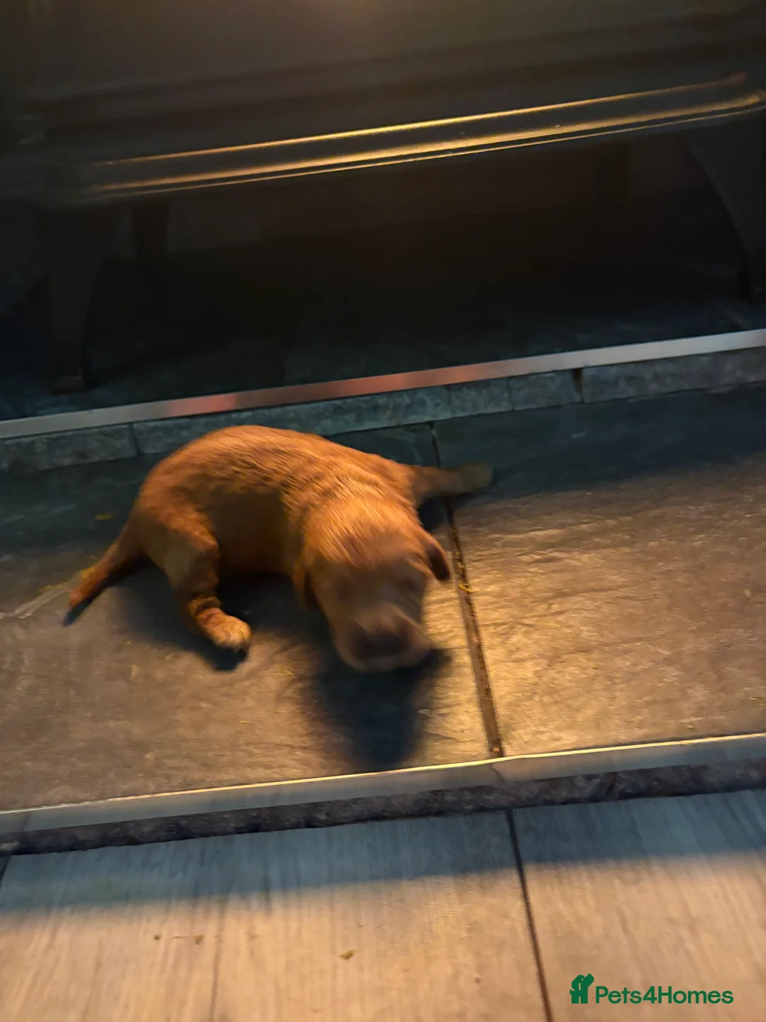 Mini Goldendoodle dogs for sale: Are Gorgeous golden doodle puppies 🐶 - Advert 15