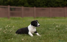 Mixed Breed dogs for sale: 🐾 Jack Russell x Border Collie Puppies  - Image 36