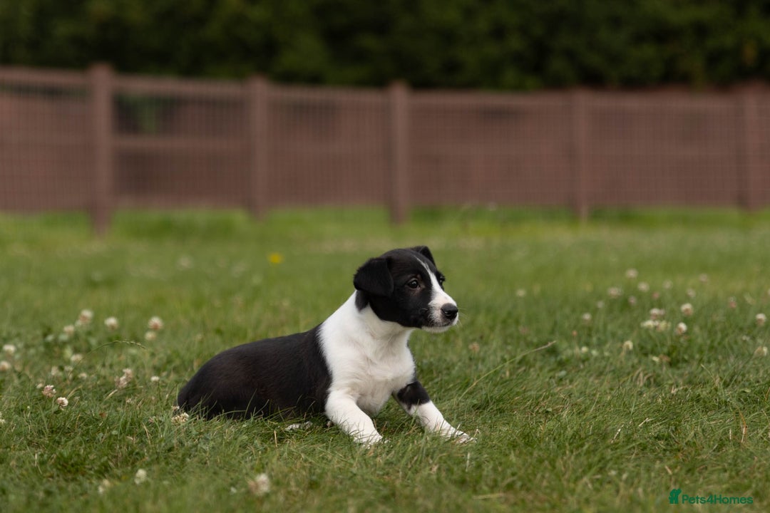 Mixed Breed dogs for sale: 🐾 Jack Russell x Border Collie Puppies  - Image 36