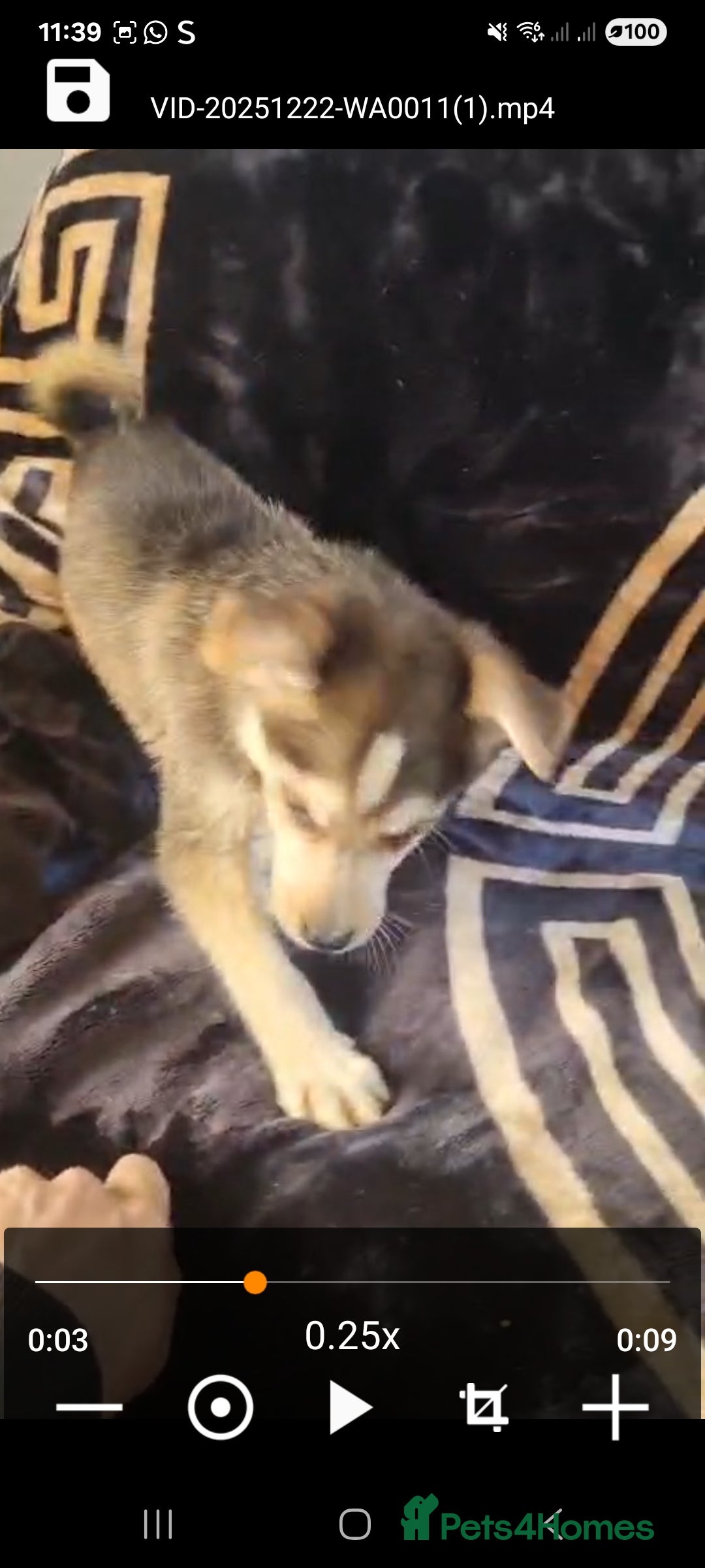 Shepsky dogs for sale: Shepsky puppies  - Advert 9