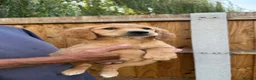 Golden Retriever dogs for sale: Beautiful Red golden retriever puppies - Advert 2