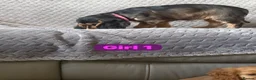 Cocker Spaniel dogs for sale: FULLHEATHTESTED OUTSTANDING SHOWTYPE COCKERSPANIEL in Alton - Advert 6