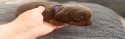 Dachshund dogs for sale: Chocolate dachshund puppies  - Advert 13
